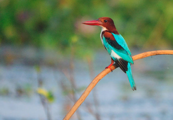 Kumarakom Birds Sanctuary kingfisher