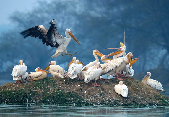 Kumarakom Birds Sanctuary