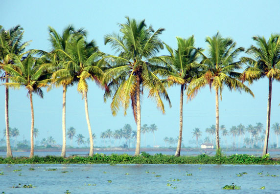 Coconut palm 