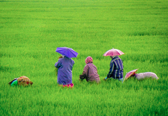 Kumarakom Paddy field